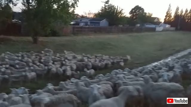 sheep5_batch