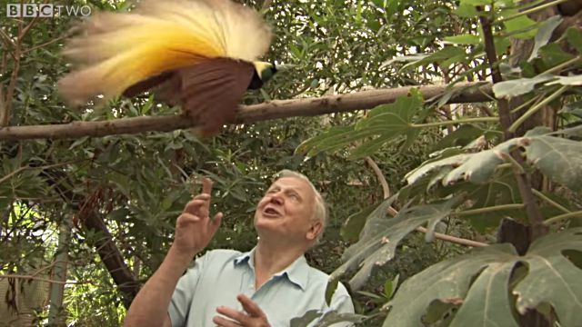 Attenborough1