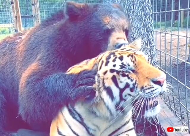bearntiger4_640