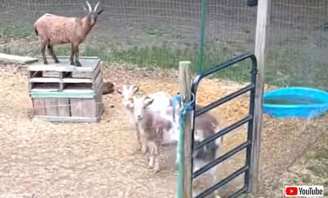 donkeysings2_640