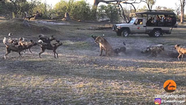 lionessnwilddogs5