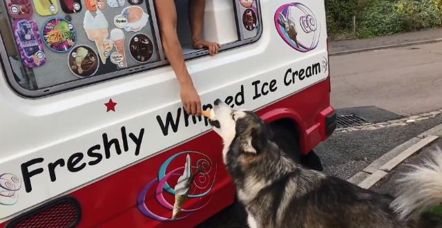 malamute-4 [www.imagesplitter.net]