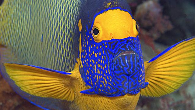 Blueface-Angelfish_ea