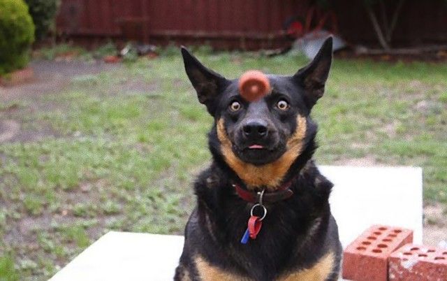 perfectly-timed-photos-dogs-21_e