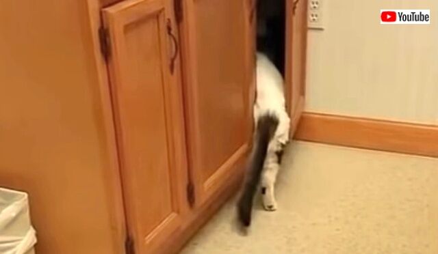 catnvet3_640
