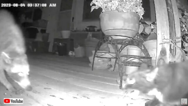 20230814_034853 (3)_batch