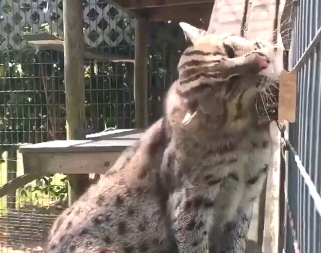 asianfishingcat4_640