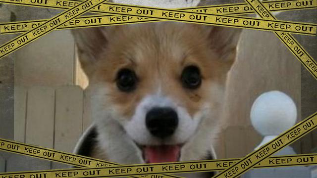 dog-1 [www-frame