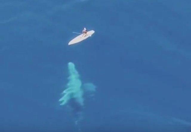 whalesnpaddleboarder2_e