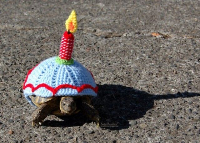 sweater-tortoise-candle_e