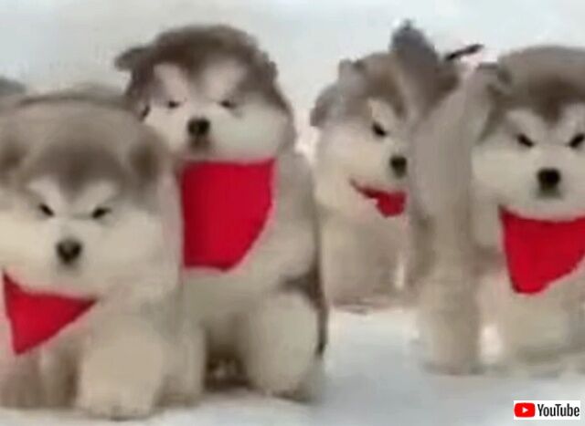 puppyballs1_640