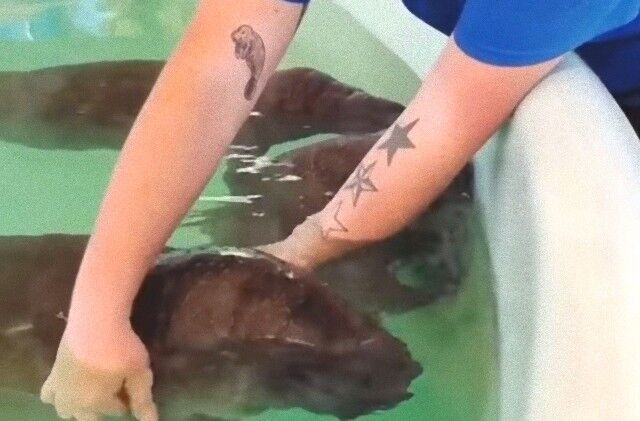 manatees1_640_e