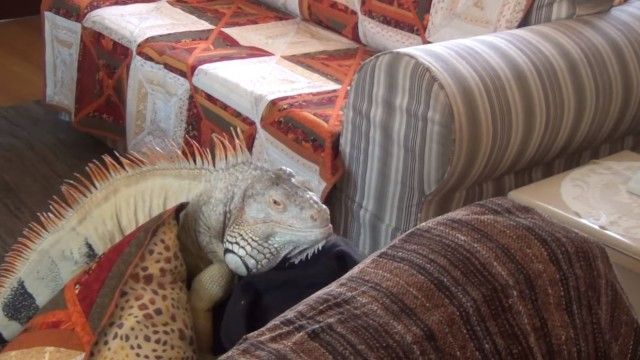 iguana2_e