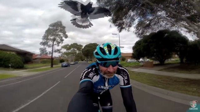birdattack1_e