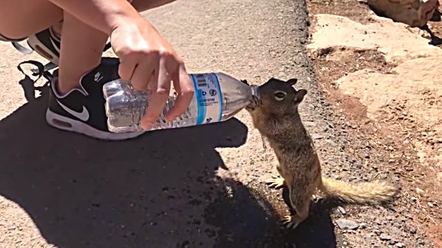 squirreldrinkingw1