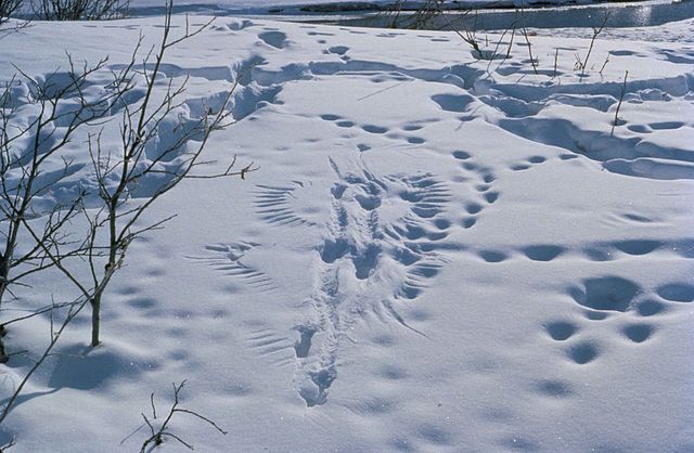 Predator_and_prey_activity_footprints_animal_traces_in_the_snow