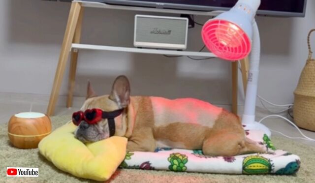 愛犬「ご主人といっしょに頑張るわん！」飼い主と相棒に見守られて、リハビリに取り組むフレンチブルドッグ