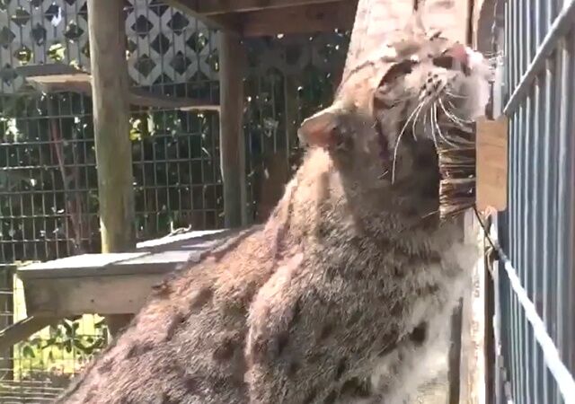asianfishingcat1_640