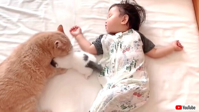 jealouscat5_640