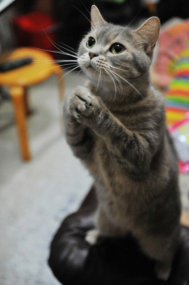 prayingcat9_e