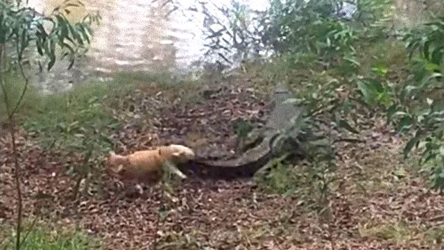 crocndog6_e