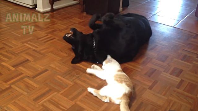 ninjacats9