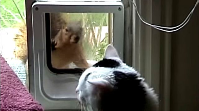 squirrelncat0