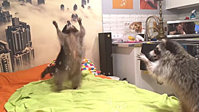racoons2