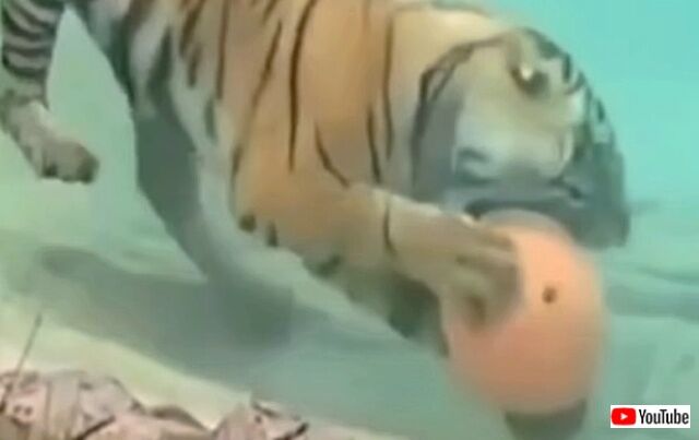bigcatsnpool2_640