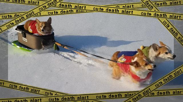 corgi-1_e-frame