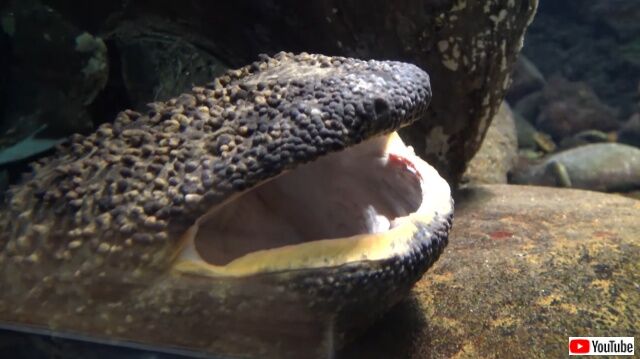 Yawn3_640