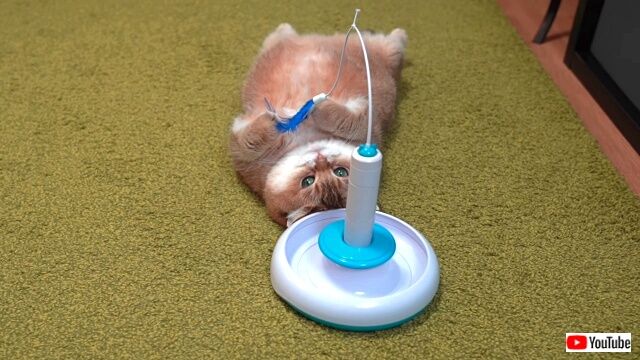 lazycatwatoy5_640