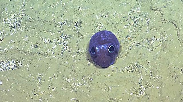 BobtailSquid4