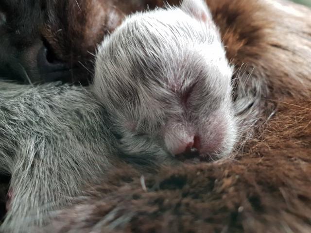 cat-2 [www.imagesplitter.net]