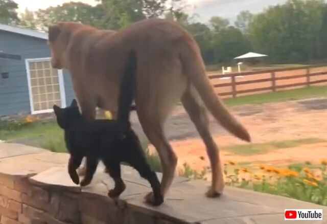 catsdone4_640