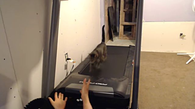 runningcat4