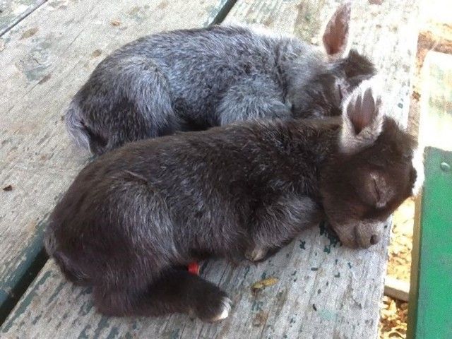 donkey8_e