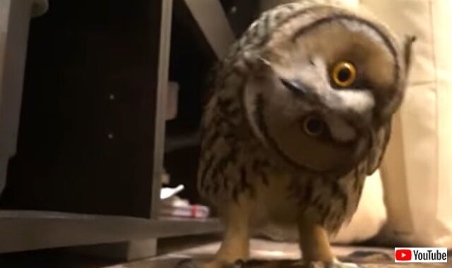 owl01_640