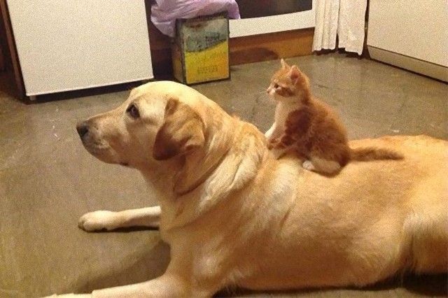catndogcute1_e