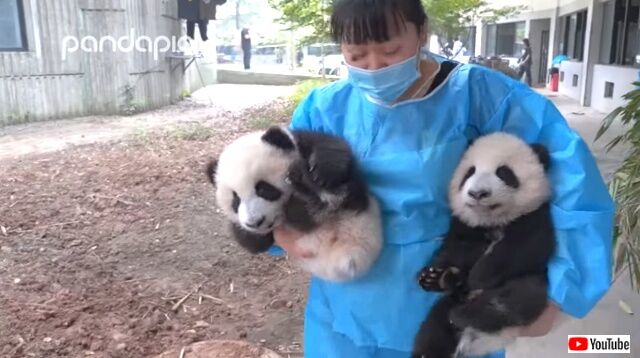 pandacollection1_640