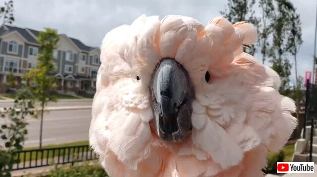 【音量注意】これで合ってる？「クヮークヮックヮックヮッ！」他の鳥の鳴き声を見事に真似るオオバタン