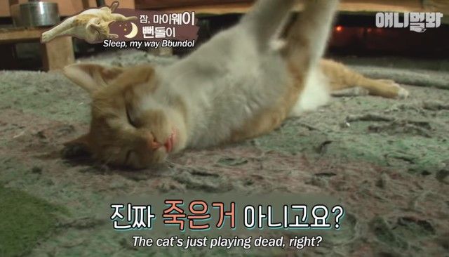 deadlysleepincat5_e