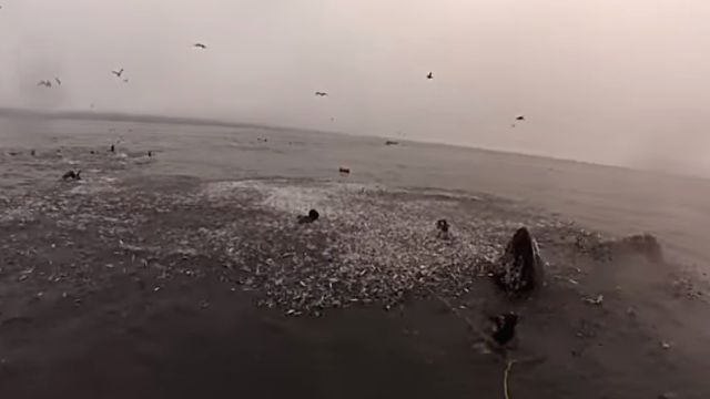 whalesndivers5