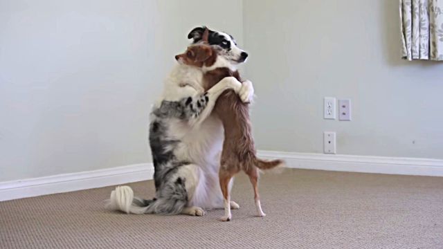 dogtricks7