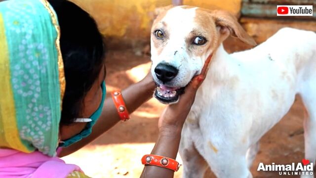 Animal Aid～ヒョウに襲われて大ケガをした犬、村人たちとスタッフの献身で元気になる（ケガ閲覧注意）