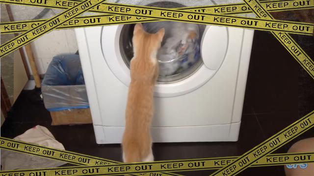 cat-f [www-frame