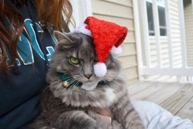 grumpy_animals_03_e