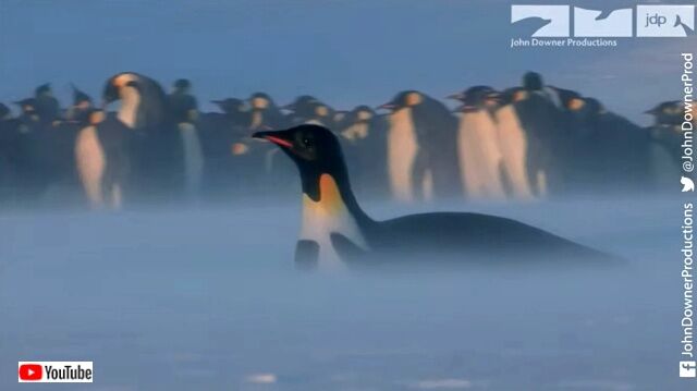 penguincam1_640