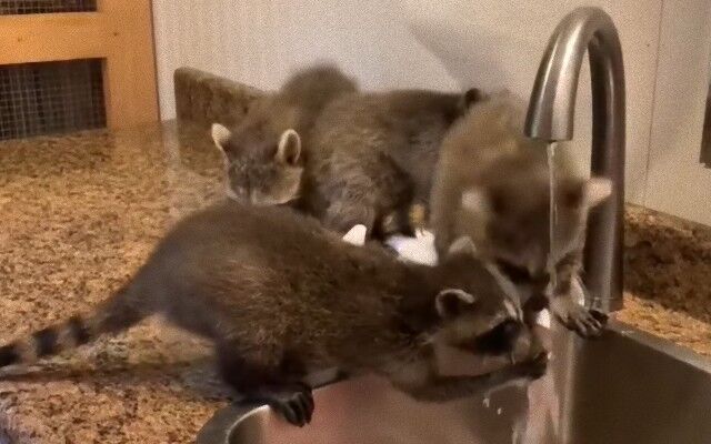 保護されたアライグマたち、蛇口の周りを陣取ってせっせと手洗いする