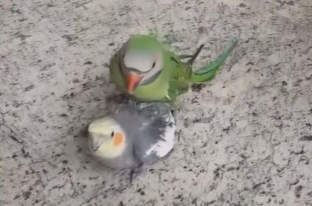 uberbirb0_e